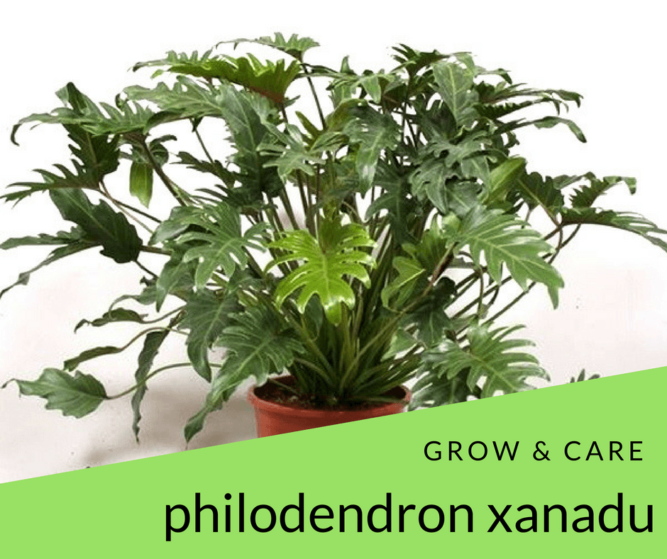 Philodendron Xanadu Grow And Care Tips