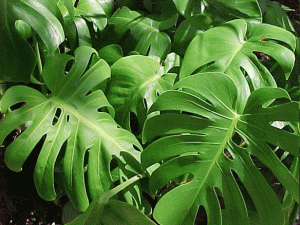 Cuidar de uma planta filodendro de folha dividida