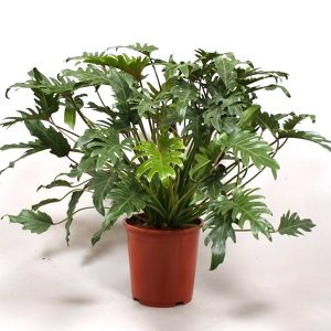 pholedendrum-xanadu | philodendronplant.com