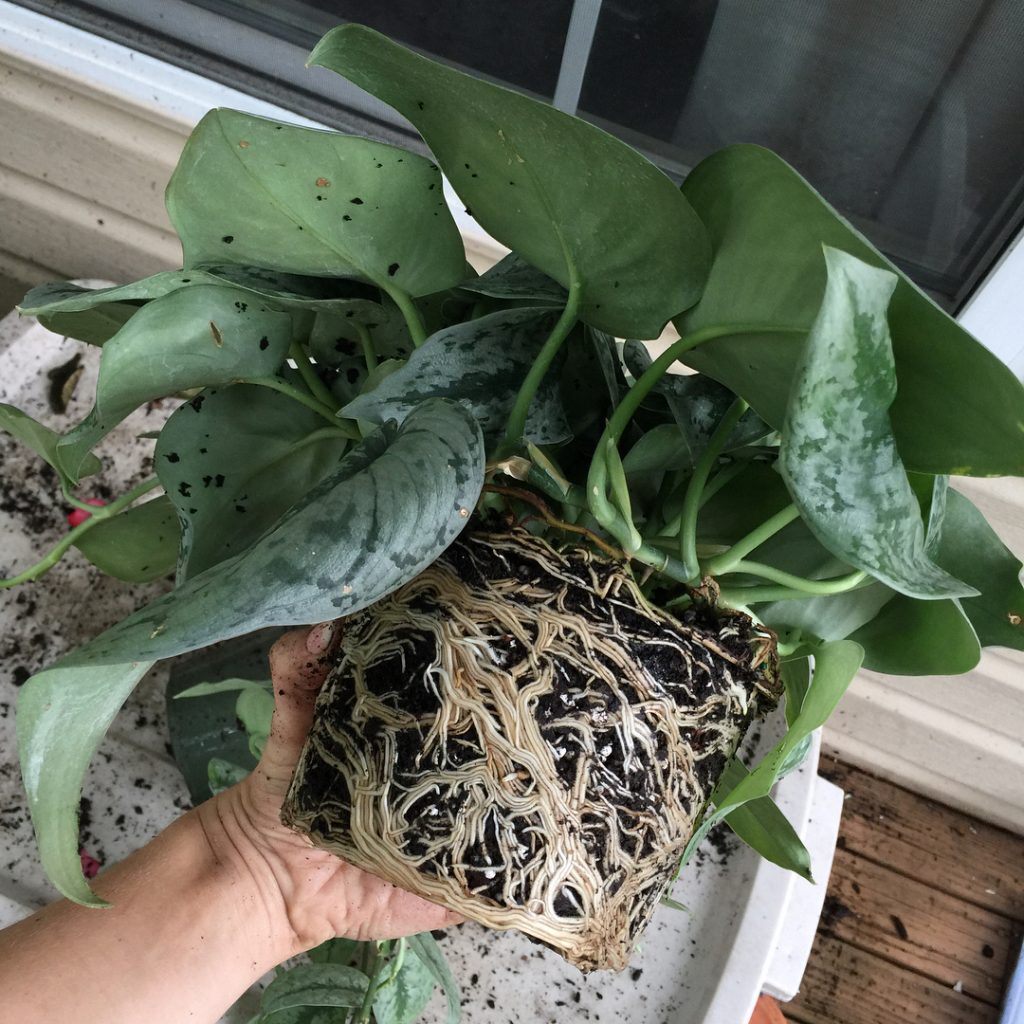 Repotting Philodendron Plant Is Easy Philodendron Plant