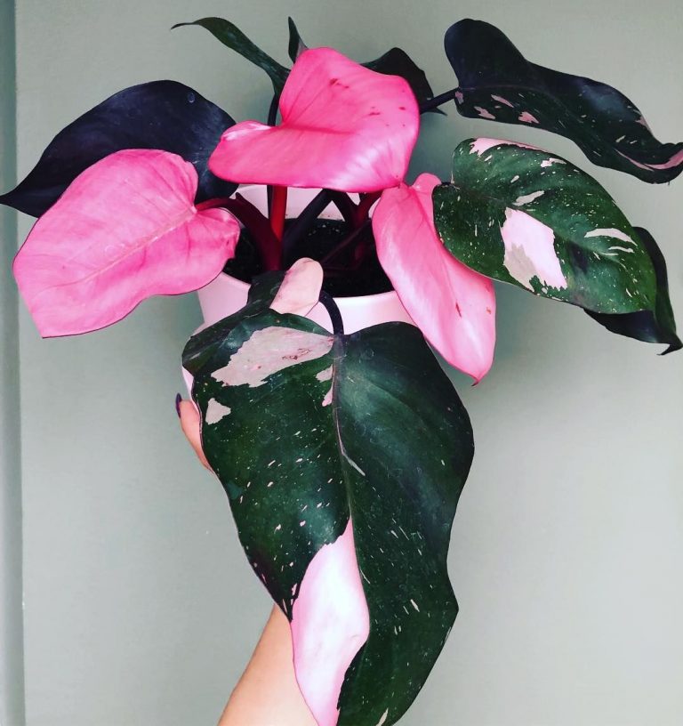 Philodendron Pink Princess Grow & Care Philodendron Plant
