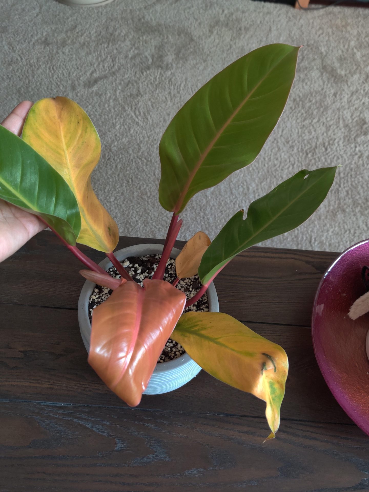 philodendron turning yellow