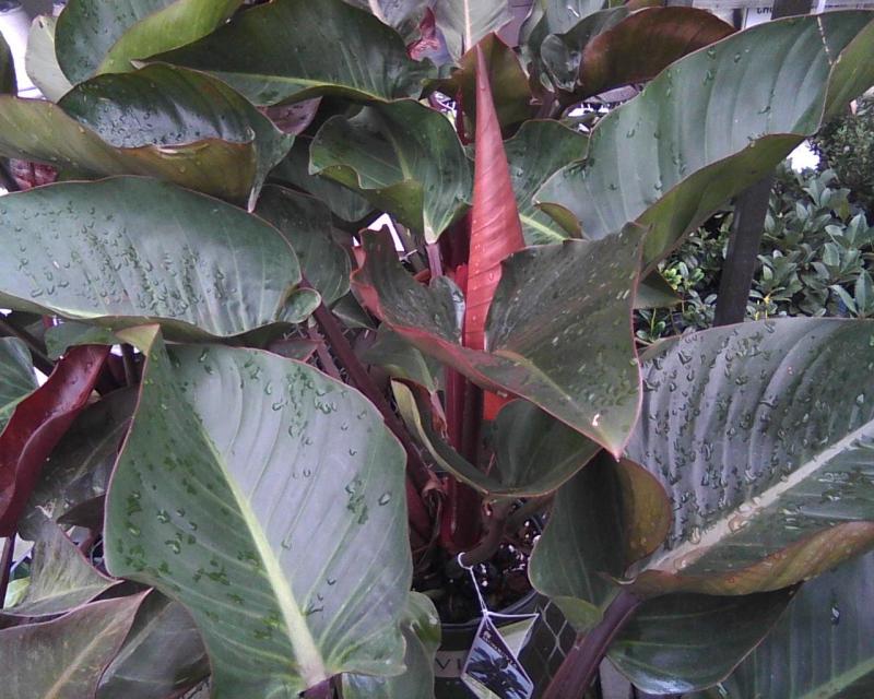 beautiful leaves of philodendron rojo congo