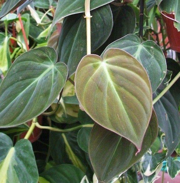 philodendron micans have beautiful leaves