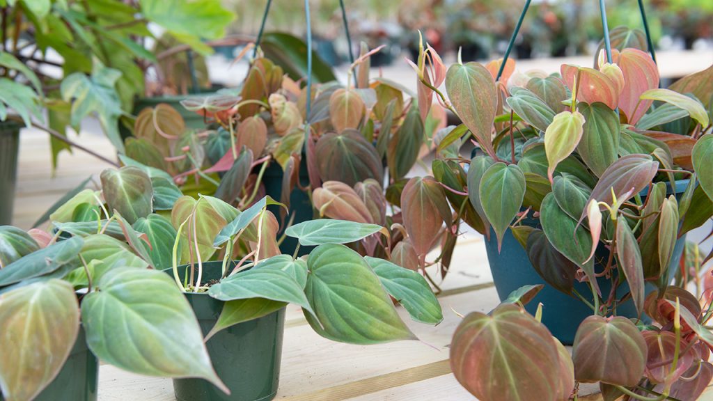 propagate philodendron micans