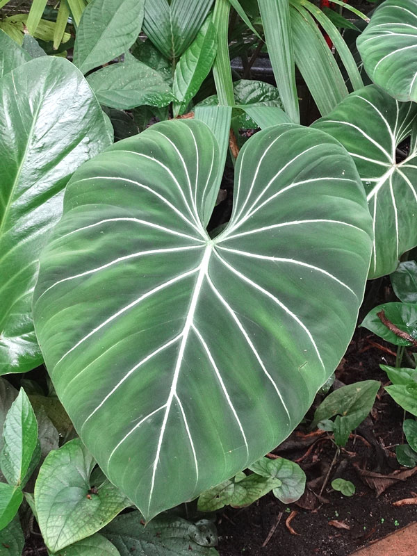 philodendron gloriosum have beautiful leaves