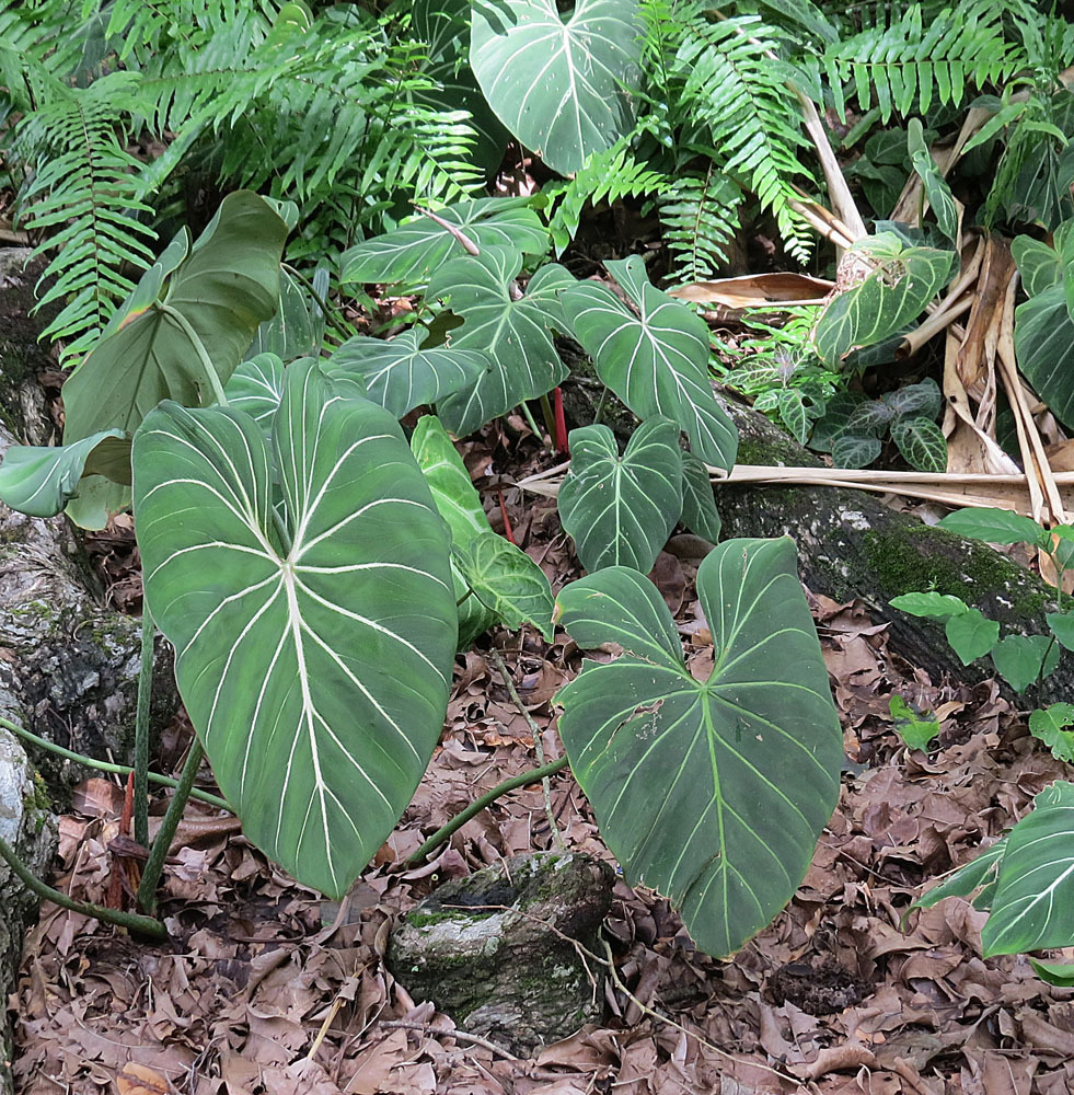 philodendron gloriosum in the forest