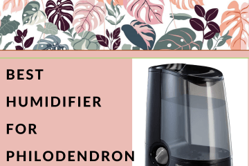 best-humidifier-philodendron