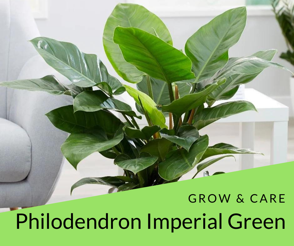 how to care and grow your philodendron imperial green